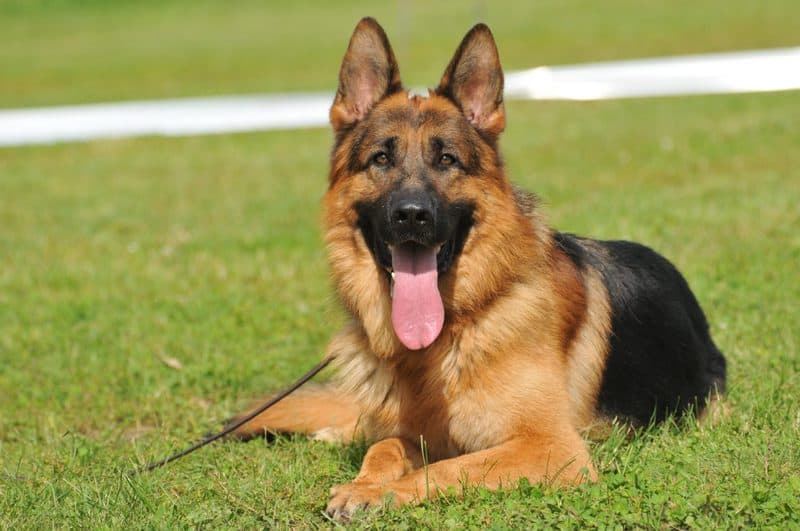 55-sch-ne-deutsche-hundenamen-mit-bedeutung-hunde2-de