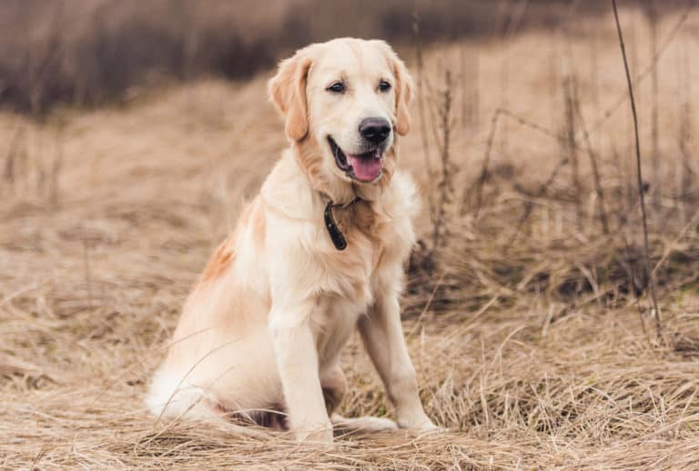 Labrador Golden Retriever Mix (Goldador) im Portrait Hunde2.de