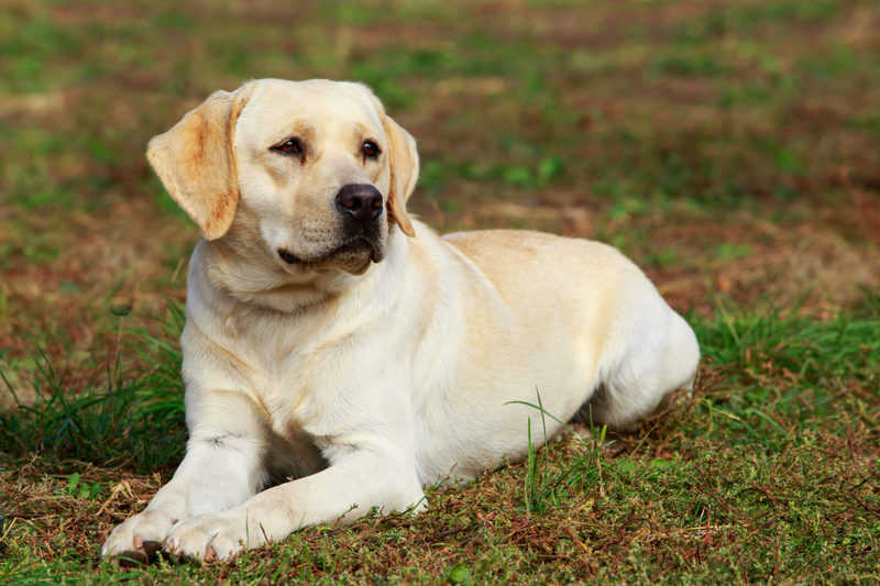 Labrador Weimaraner Mix (Labmaraner) im Portrait Hunde2.de
