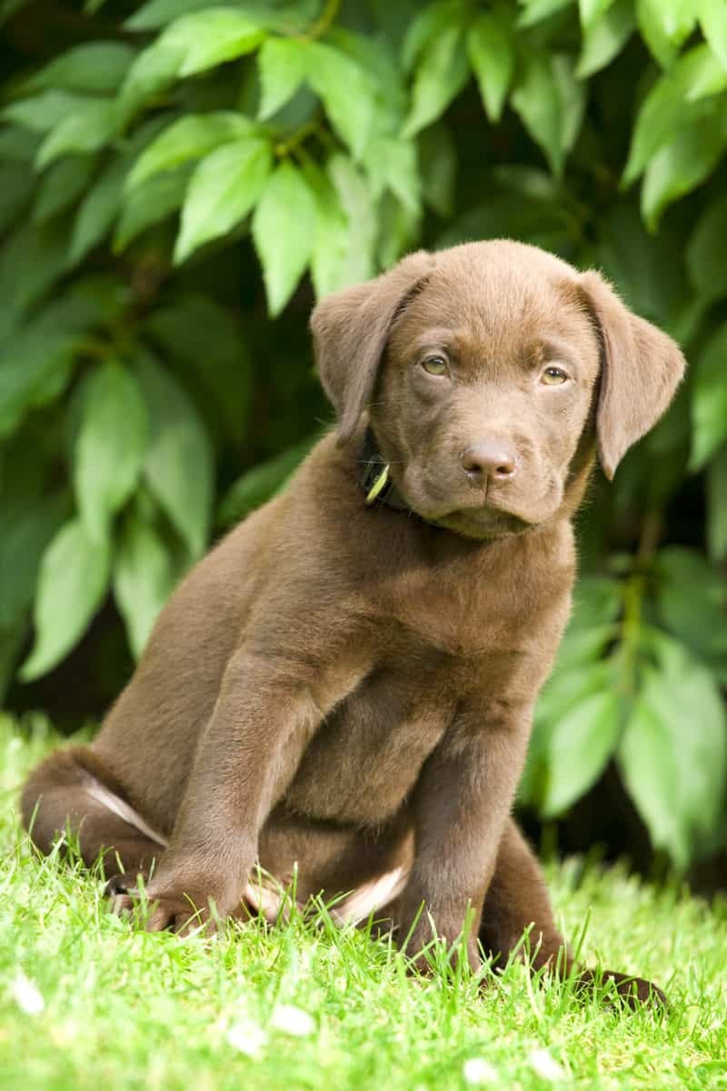 Seriöse LabradorZüchter mit Welpen in Sachsen Hunde2.de