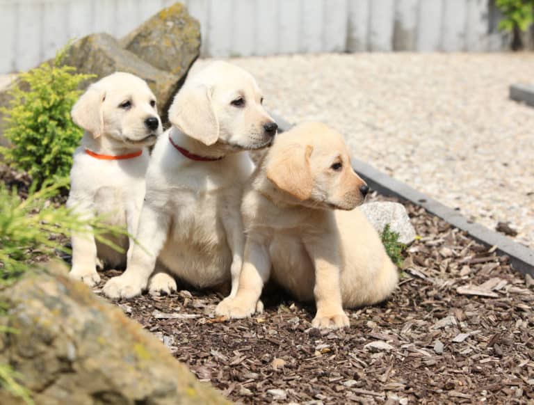 Schone Hunde Kaufen Saarland Bilder