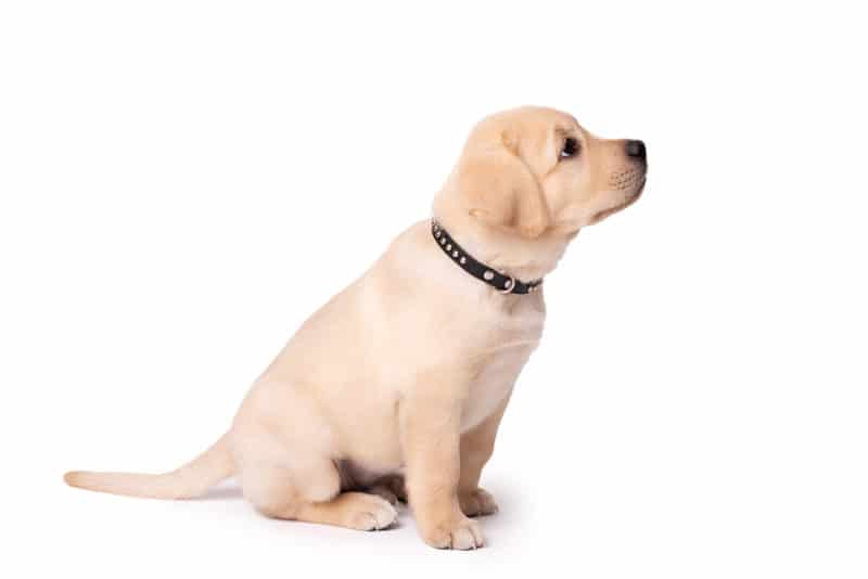Labrador Golden Retriever Mix (Goldador) im Portrait Hunde2.de