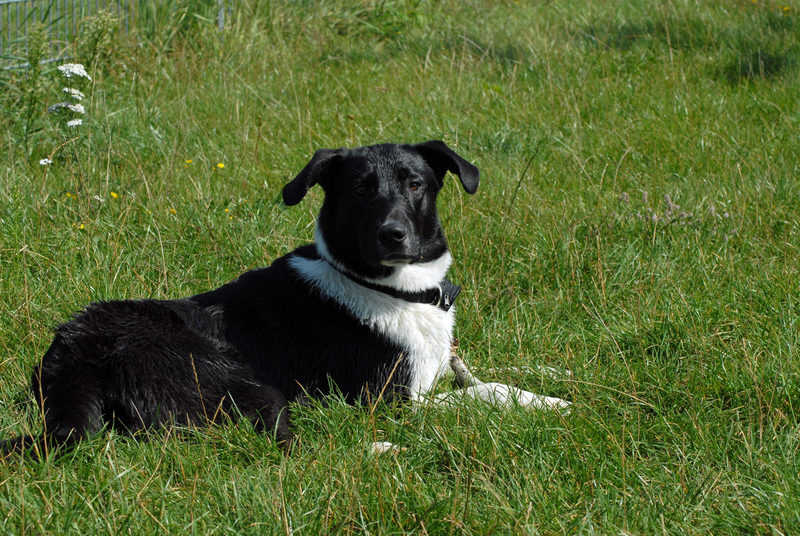 Die 12 schönsten LabradorMischlinge (Mix) mit 31 Bildern Hunde2.de