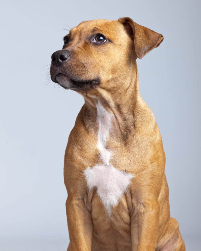 Labrador Boxer Mix (Boxador) im Portrait Hunde2.de