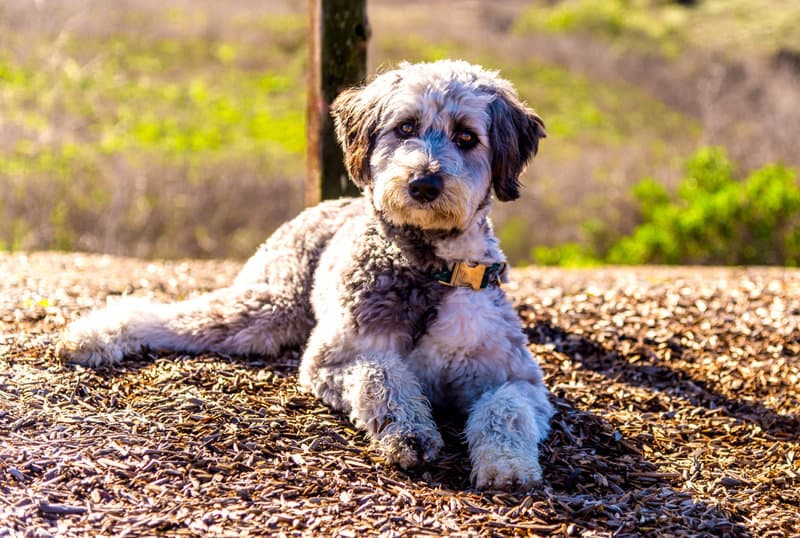 Pudel Australian Shepherd Mix