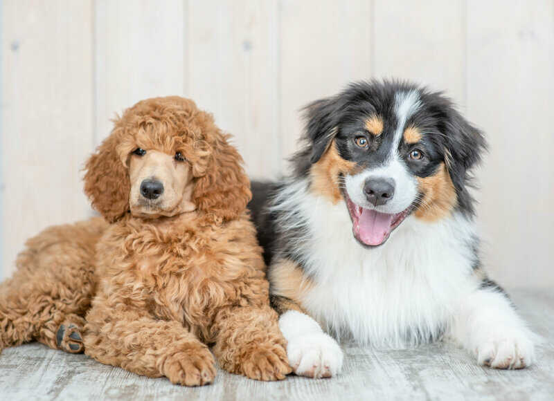 Pudel Australian Shepherd Mix