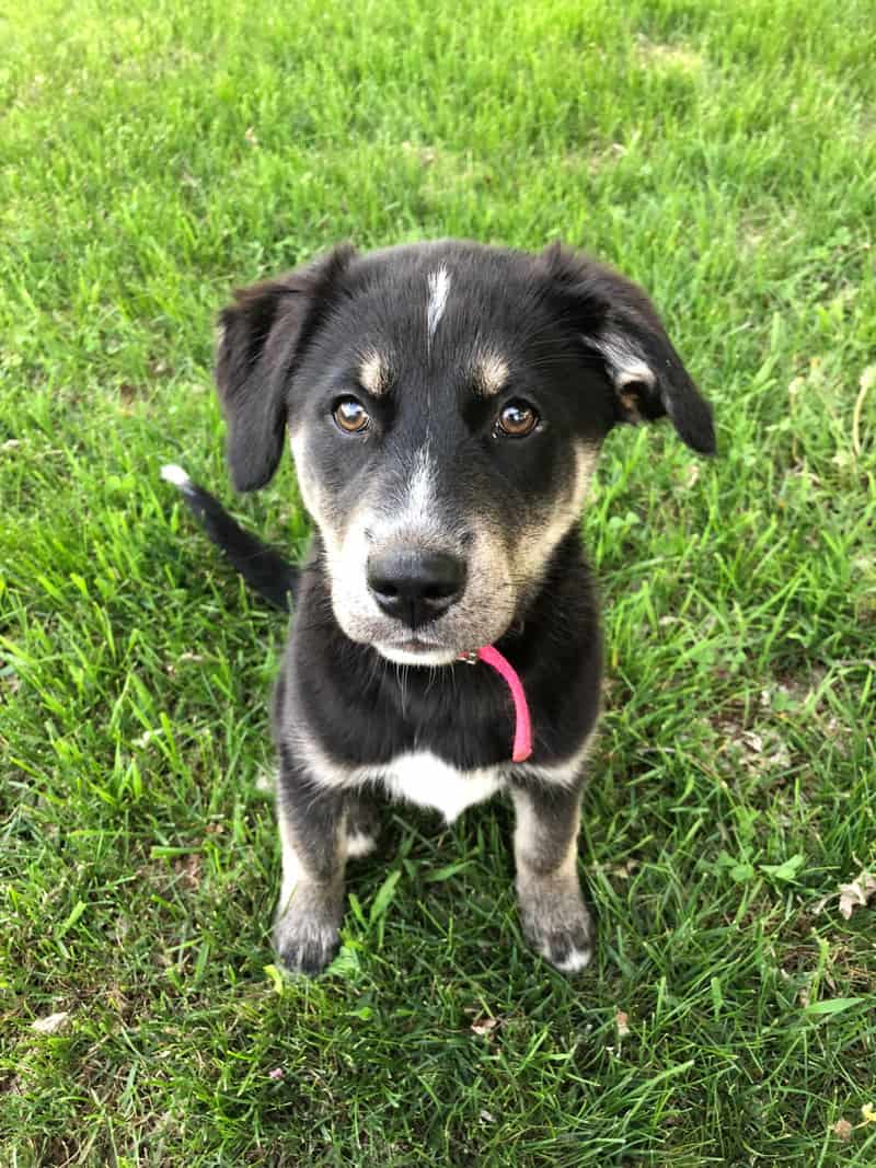 Golden Retriever Husky Mix (Goberian) im Portrait Hunde2.de