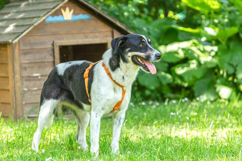 Hundepensionen in l beck umgebung unsere 4 favoriten hunde2 de