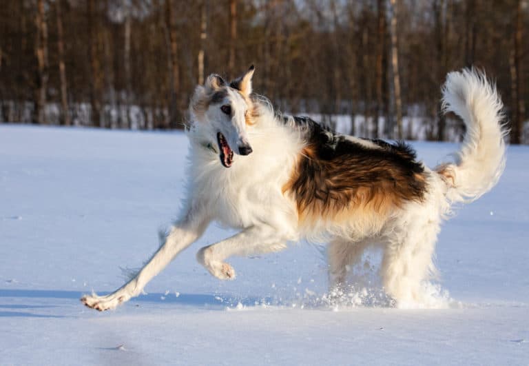 Die 8 Sch nsten Russischen Hunderassen mit 25 Bildern Hunde2 de die-8-sch-nsten-russischen-hunderassen-mit-25-bildern-hunde2-de