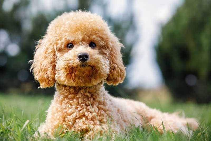 8 Hunderassen, die für Allergiker geeignet sind (Bilder) - Hunde2.de