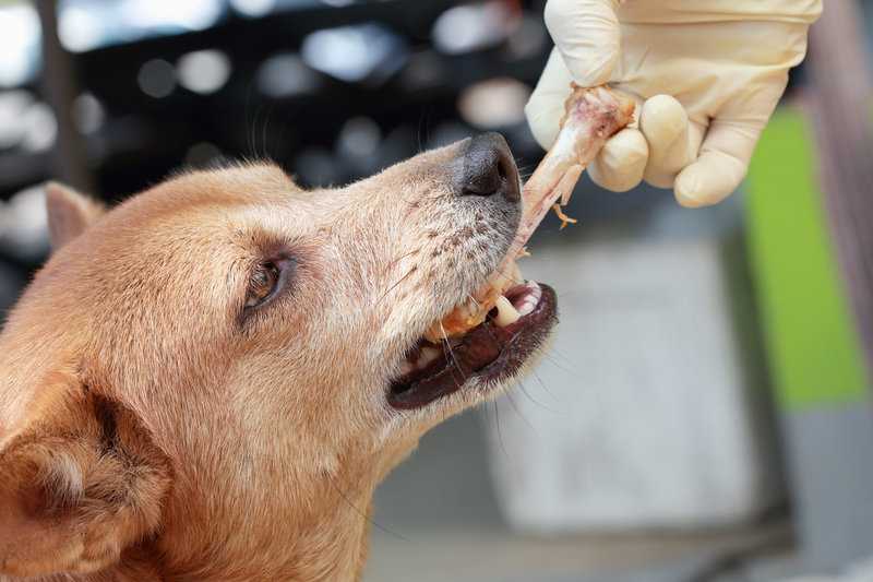 Hat dein Hund Hühnerkochen gefressen? Tipps zur ersten Hilfe
