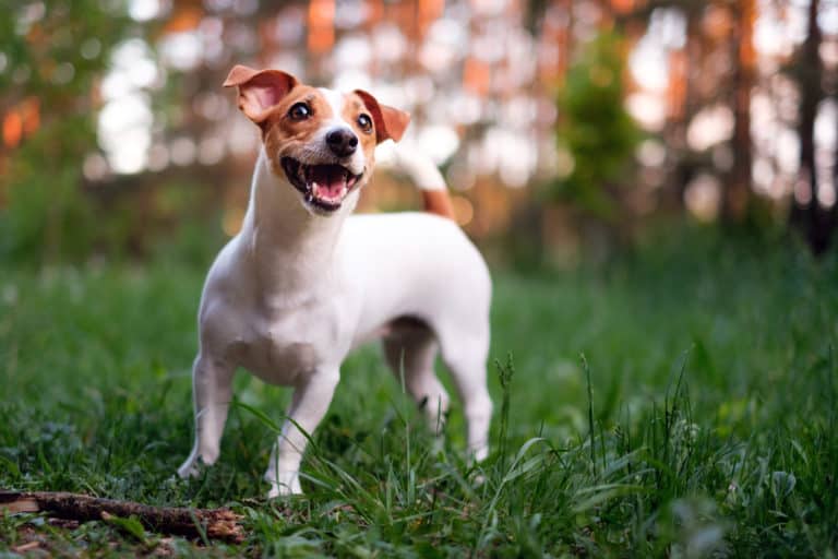 8 verspielte Hunderassen (mit 23 Bildern) Hunde2.de
