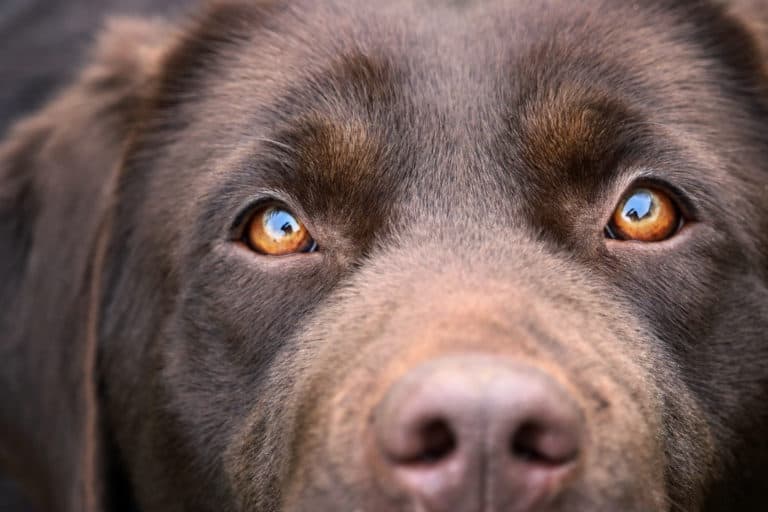 LabradorZüchter (mit Welpen) in Österreich (unsere Topliste) Hunde2.de