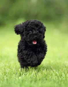 ZwergpudelZüchter mit Welpen in SchleswigHolstein Hunde2.de