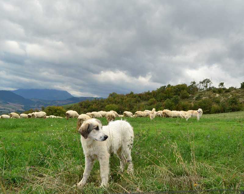 Die 8 schönsten türkischen Hunderassen (mit Bildern) - Hunde2.de