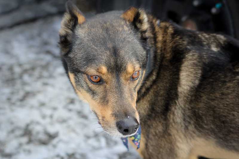 Rottweiler Husky Mix (Rottsky) im Portrait - Hunde2.de