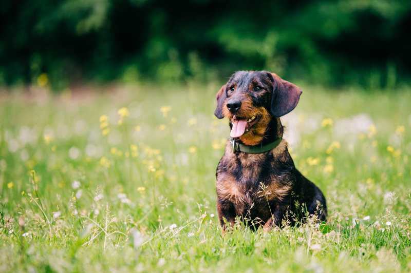 Die 12 schönsten LabradorMischlinge (Mix) mit 31 Bildern Hunde2.de