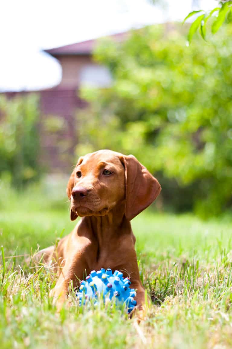 Magyar Vizsla Züchter mit Welpen in Bayern (Favoritenliste) Hunde2.de