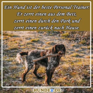 33 lustige & witzige Hundesprüche (+ Bilder) Hunde2.de