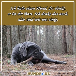 33 lustige & witzige Hundesprüche (+ Bilder) Hunde2.de