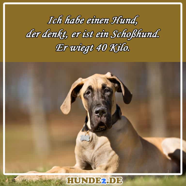 33 lustige & witzige Hundesprüche (+ Bilder) Hunde2.de