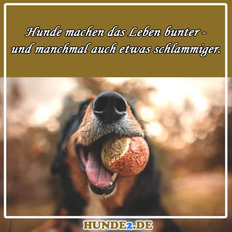 33 lustige & witzige Hundesprüche (+ Bilder) Hunde2.de