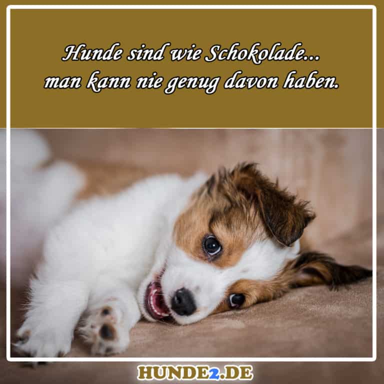 33 lustige & witzige Hundesprüche (+ Bilder) Hunde2.de