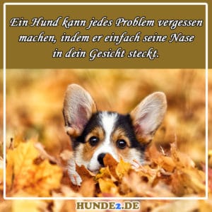 33 lustige & witzige Hundesprüche (+ Bilder) Hunde2.de