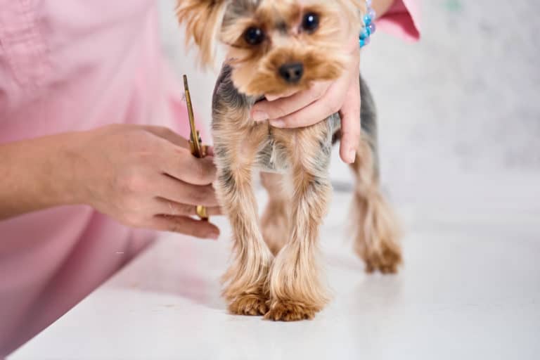 Hundefriseur & Hundesalon in der Nähe Archive Hunde2.de