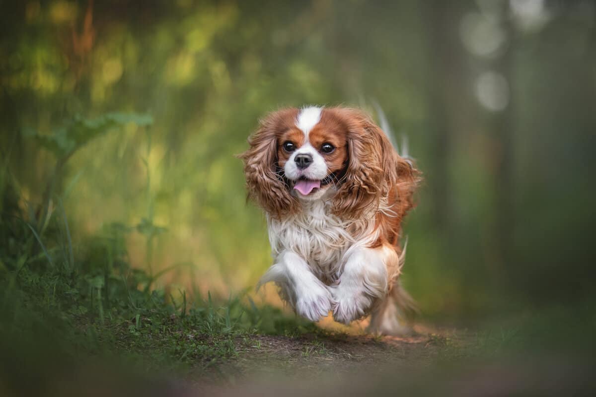 Was Kostet Ein Cavalier King Charles Spaniel Vom Züchter hunde2.de