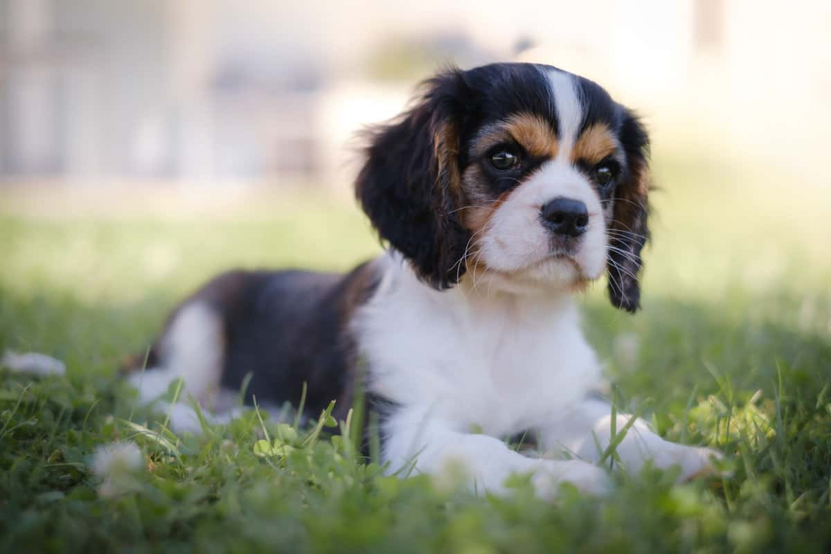 Was Kostet Ein Cavalier King Charles Spaniel Vom Züchter