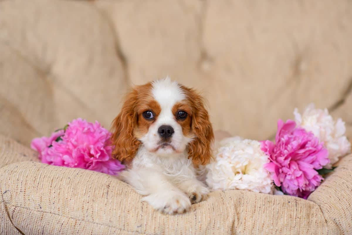 Cavalier King Charles Welpen In Not Cavalier King Charles Spaniel Züchter mit Welpen in der Nähe - Hunde2.de