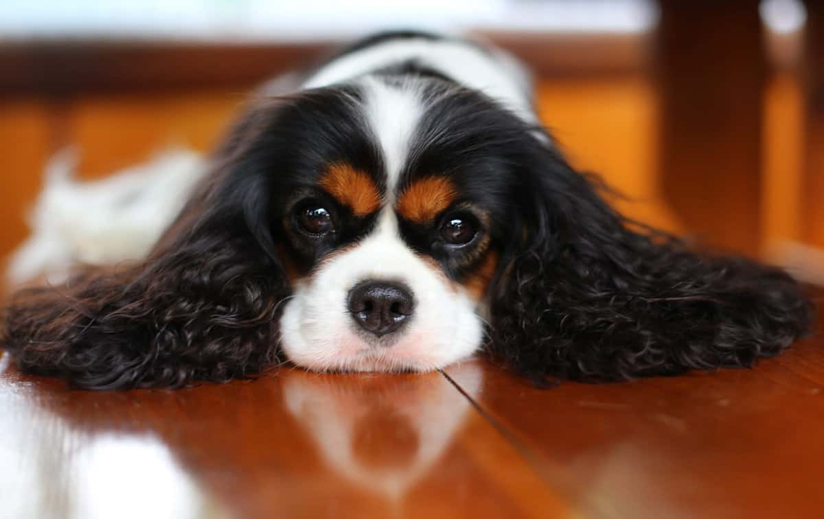 Cavalier King Charles Welpen In Not Cavalier King Charles Spaniel Züchter mit Welpen in der Nähe - Hunde2.de