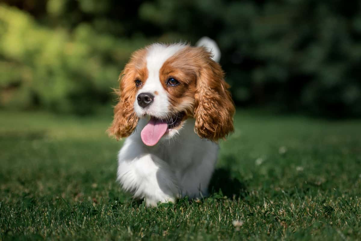 Was Kostet Ein Cavalier King Charles Spaniel Vom Züchter hunde2.de