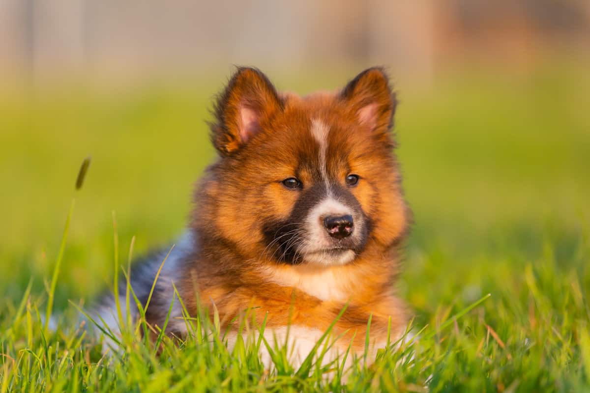 EloZüchter mit Welpen in der Nähe Hunde2.de EloZüchter mit Welpen in der Nähe Hunde2.de