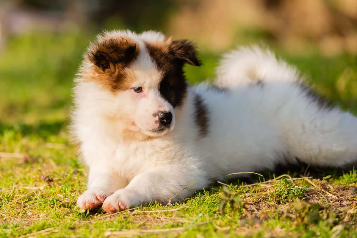 EloZüchter mit Welpen in der Nähe Hunde2.de EloZüchter mit Welpen in der Nähe Hunde2.de