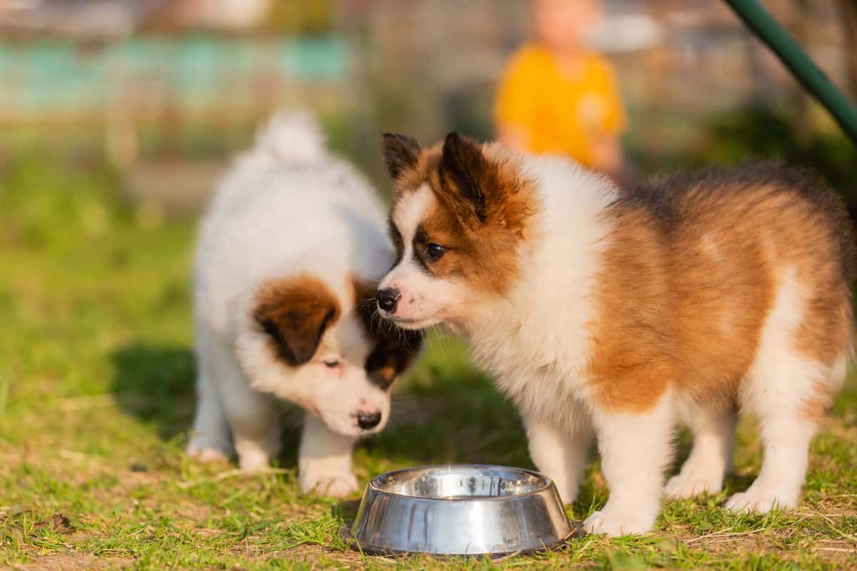 EloZüchter mit Welpen in der Nähe Hunde2.de EloZüchter mit Welpen in der Nähe Hunde2.de
