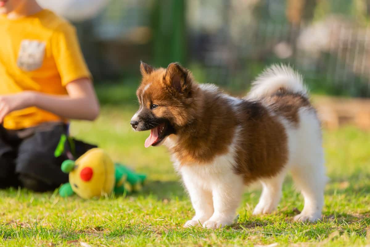 EloZüchter mit Welpen in der Nähe Hunde2.de EloZüchter mit Welpen in der Nähe Hunde2.de