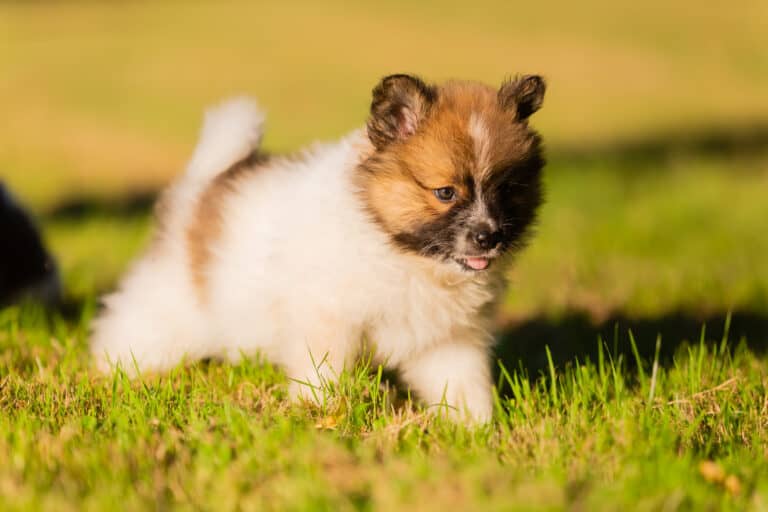 EloZüchter mit Welpen in der Nähe Hunde2.de EloZüchter mit Welpen in der Nähe Hunde2.de