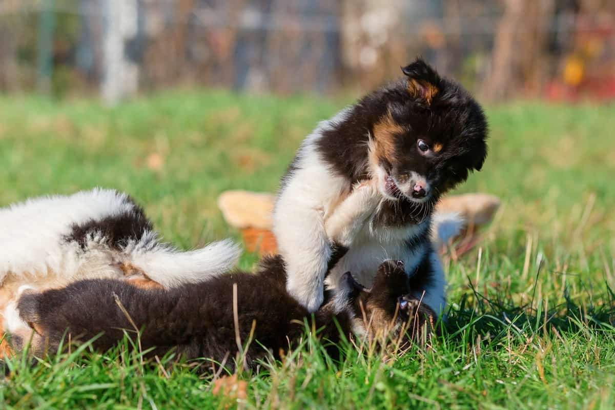 EloZüchter mit Welpen in der Nähe Hunde2.de EloZüchter mit Welpen in der Nähe Hunde2.de