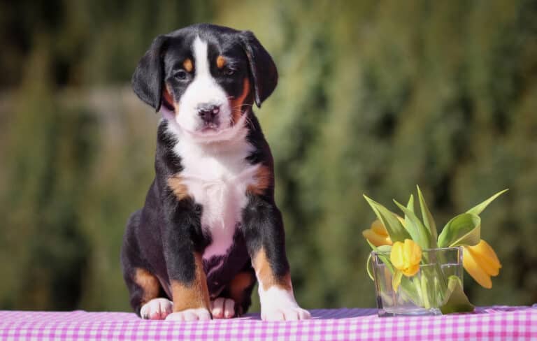 Großer Schweizer Sennenhund Welpen In Not Großer Schweizer Sennenhund-Züchter mit Welpen in der Nähe - Hunde2.de