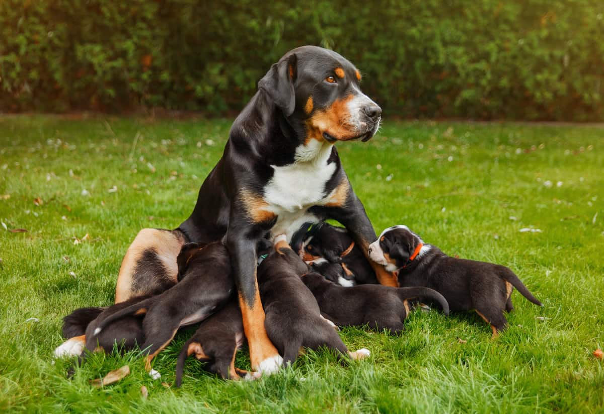 Was Kostet Ein Großer Schweizer Sennenhund Vom Züchter hunde2.de