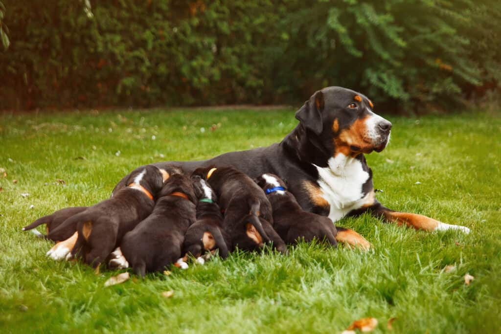 Was Kostet Ein Großer Schweizer Sennenhund Vom Züchter hunde2.de