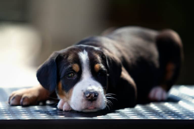 Großer Schweizer Sennenhund Welpen In Not Großer Schweizer Sennenhund-Züchter mit Welpen in der Nähe - Hunde2.de