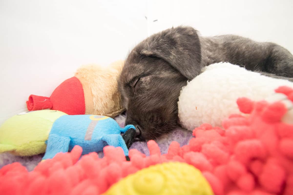 irischer wolfshund welpen in not