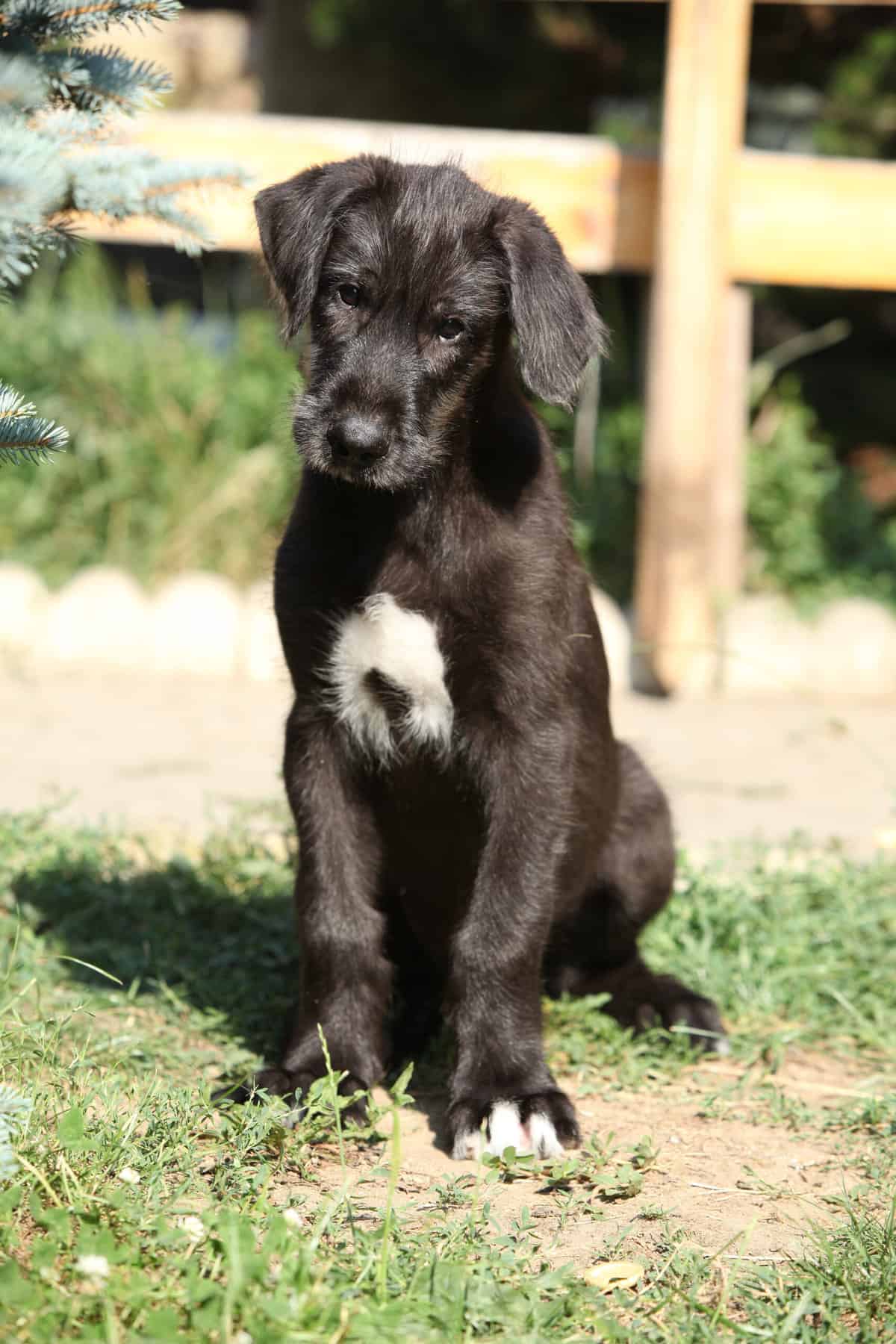 Irischer WolfshundZüchter mit Welpen in der Nähe Hunde2.de