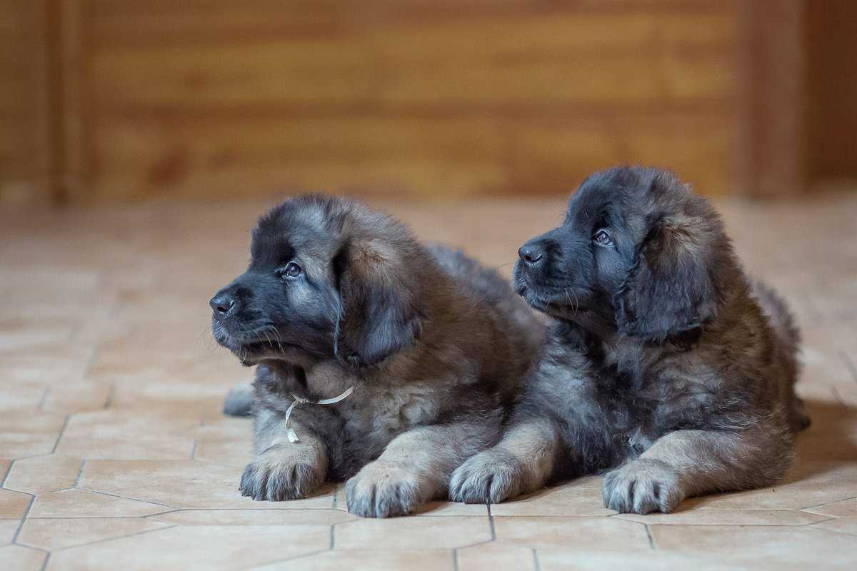 LeonbergerZüchter mit Welpen in der Nähe Hunde2.de LeonbergerZüchter mit Welpen in der Nähe Hunde2.de