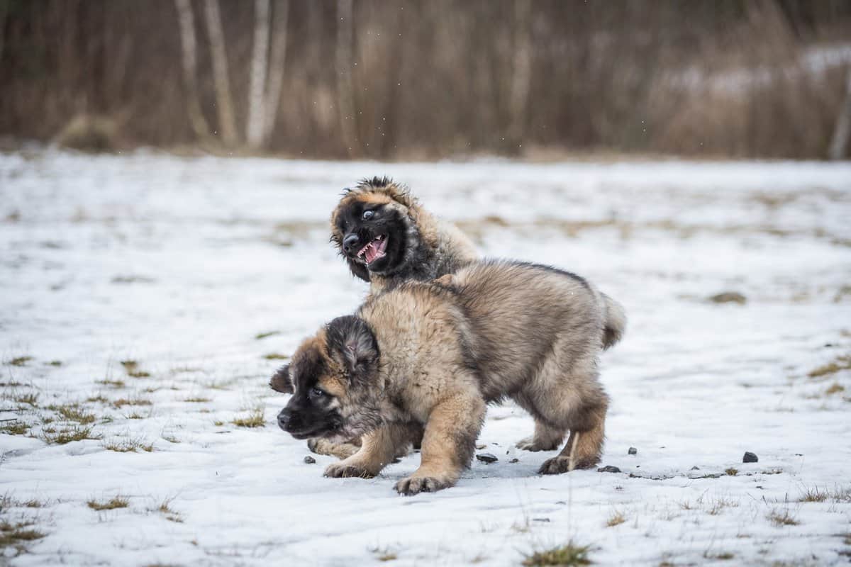 LeonbergerZüchter mit Welpen in der Nähe Hunde2.de LeonbergerZüchter mit Welpen in der Nähe Hunde2.de