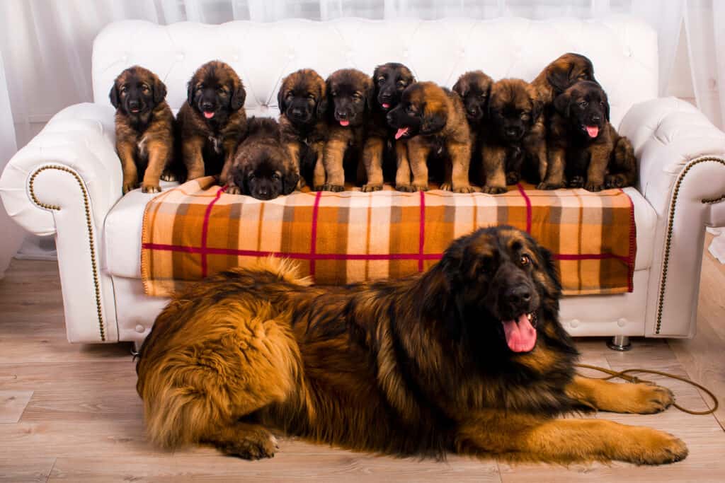 LeonbergerZüchter mit Welpen in der Nähe Hunde2.de LeonbergerZüchter mit Welpen in der Nähe Hunde2.de