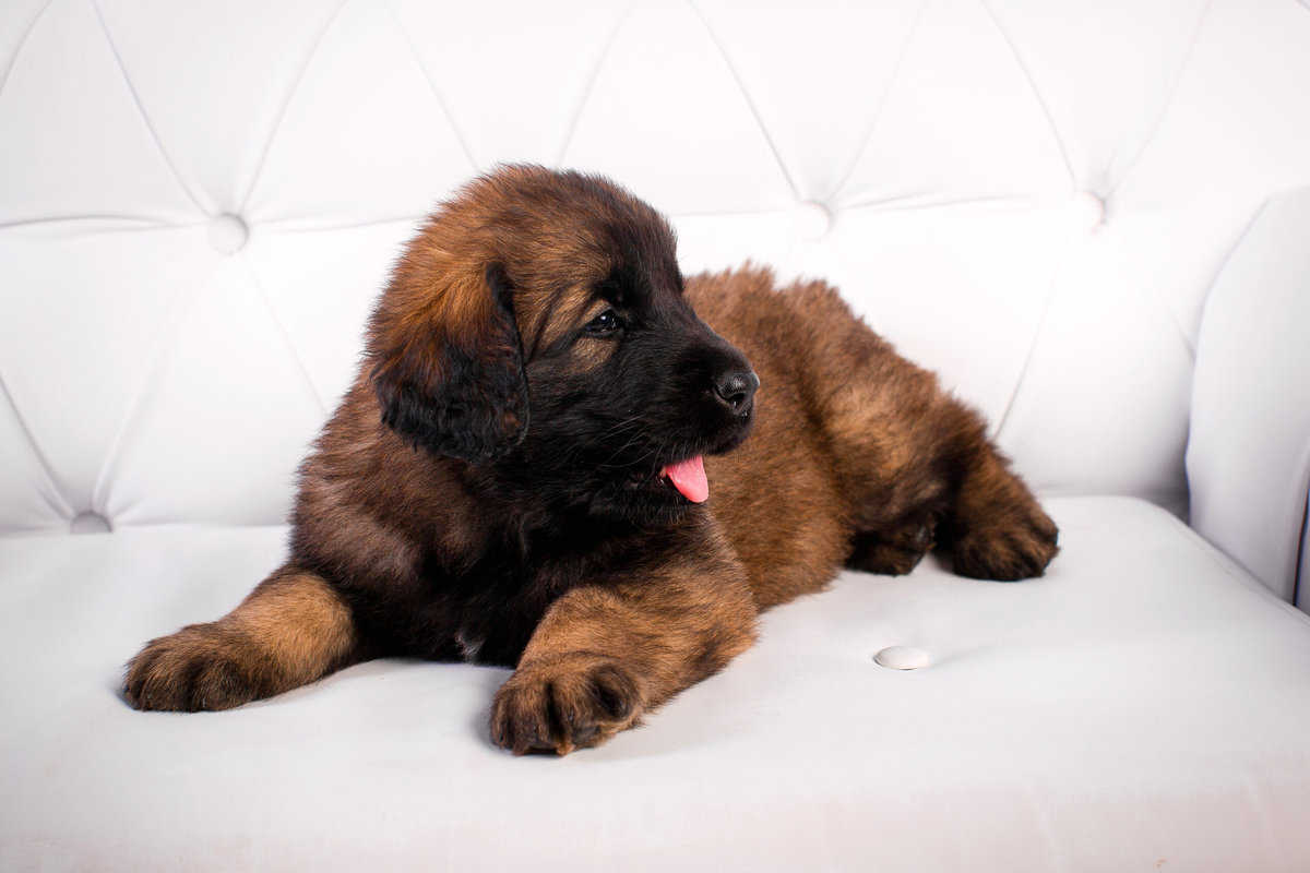 LeonbergerZüchter mit Welpen in der Nähe Hunde2.de LeonbergerZüchter mit Welpen in der Nähe Hunde2.de
